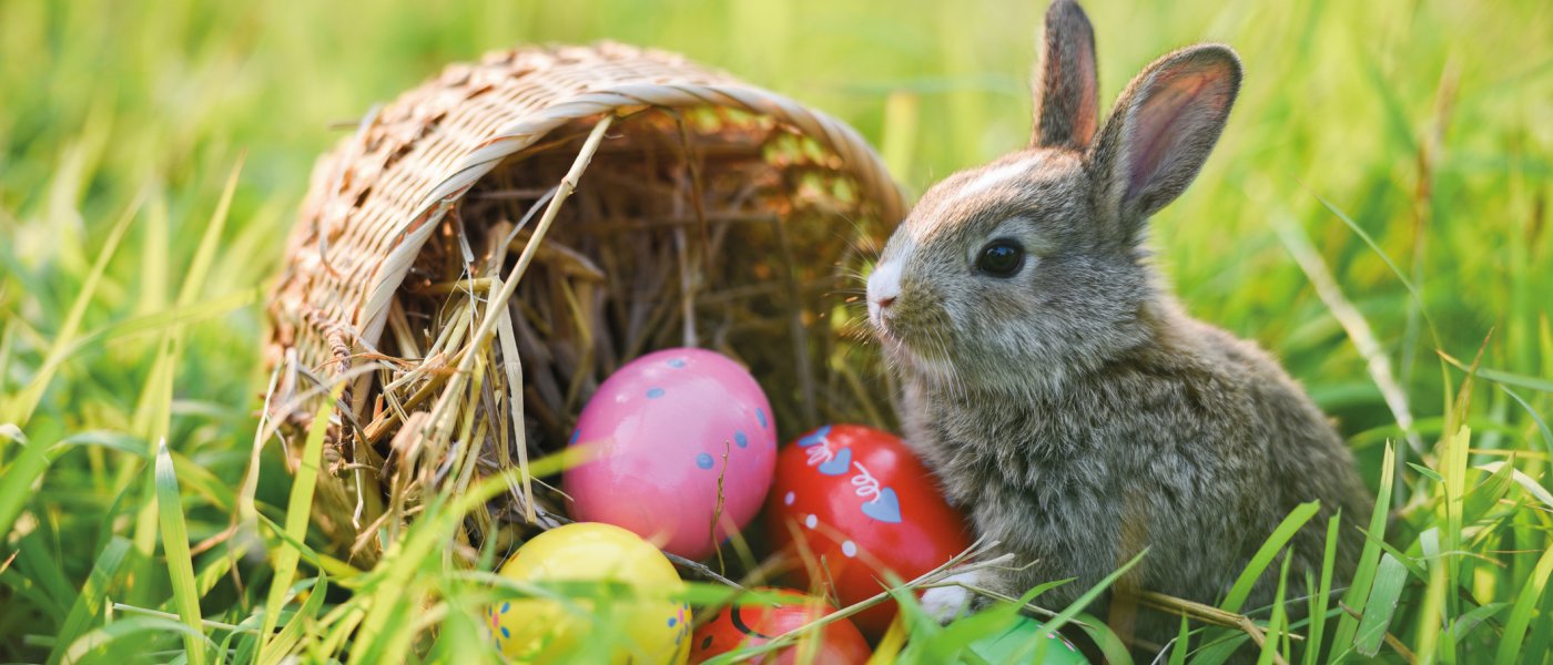 Osterhäschen
