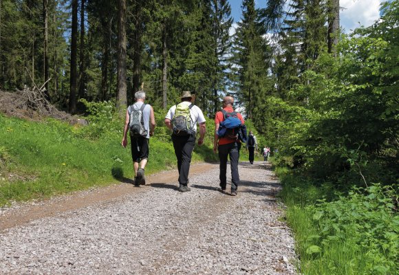 wald, wanderer, wandern, senioren, gruppe