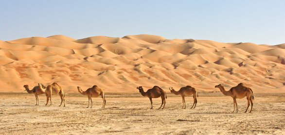 Wahiba Sands © Travco Oman LLC