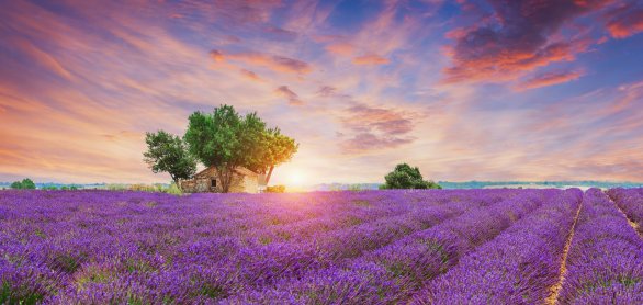 Lavendelfeld in der Provence © Igor - stock.adobe.com