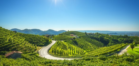 Weinberge in Valdobbiadene © stevanzz - stock.adobe.com