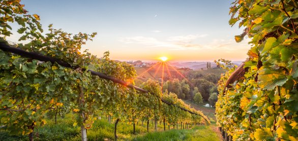 in den Weinbergen in der Steiermark © christophstoeckl - stock.adobe.com