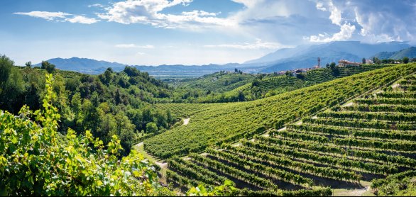 Prosecco Weinstraße &copy; Stillkost - stock.adobe.com