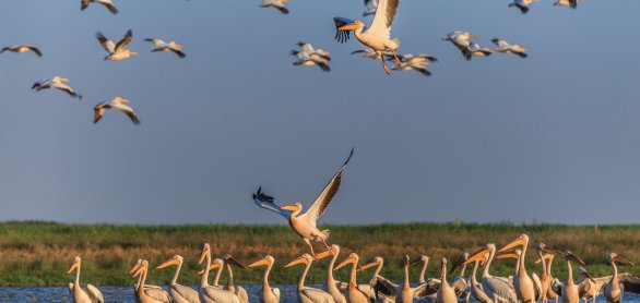 Pelikane im Donaudelta © porojnicu-fotolia.com