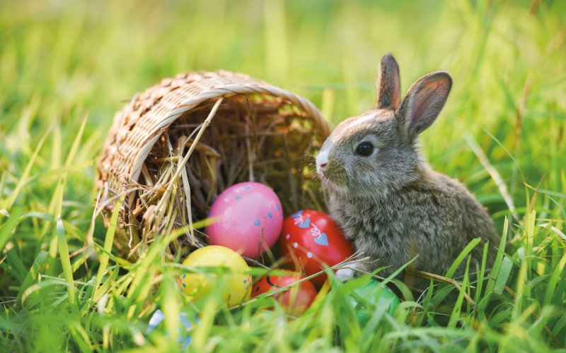 Osterhäschen